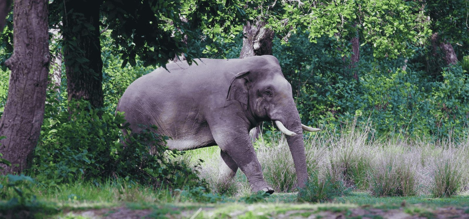 Chitwan Jungle Safari