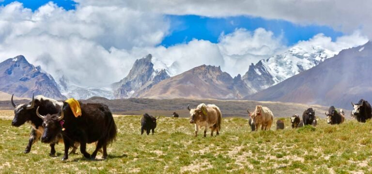 Tibet Travel