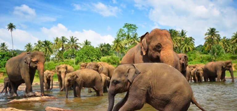 ガーレトレックス＆エクスペディションと巡るスリランカ旅行