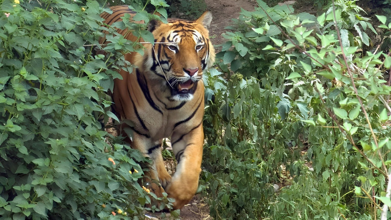 Tiger Tops Karnali Lodge Bardia